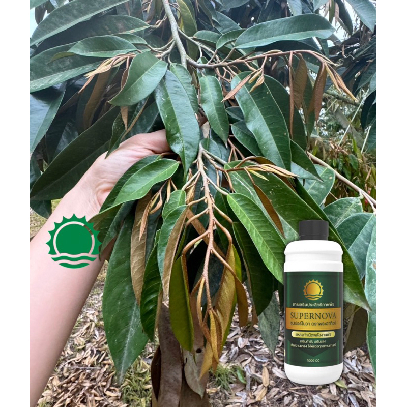 ☀️ ซุปเปอร์โนว่าตราพระอาทิตย์ แหล่งกำเนิดพลังงานพืช ขนาดบรรจุ 1 ลิตร เห็นผลใน 2 ครั้งที่ใช้ ซุปเปอร์โนว่า Supernova - รูปที่ 3
