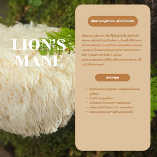 ผงเห็ดยามาบูชิตาเกะ ขนาด 100 กรัม ( Lion’s Mane Powder )