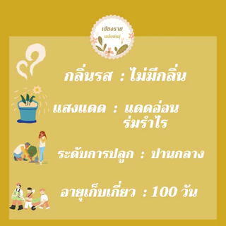 เมล็ดพันธุ์ ดอก ฟอร์เก็ตมีน็อต อย่าลืมฉัน 15 เมล็ด Forget me not เมล็ดพันธุ์แท้ นำเข้าจากต่างประเทศ ปลูกผัก สวนครัว ถูก