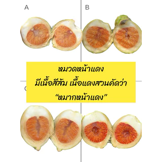 หมาก ชุด 55 ลูก ตัดใหม่จากสวนทุกวัน หมากสด หน้าขาว หรือหน้าแดง หมากแปดริ้ว