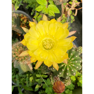 [เด็ดสดไม่มีราก]อิชินอปซิส / โลบิเวีย หน่อแคคตัส กระบองเพชร Lobivia / Echinopsis