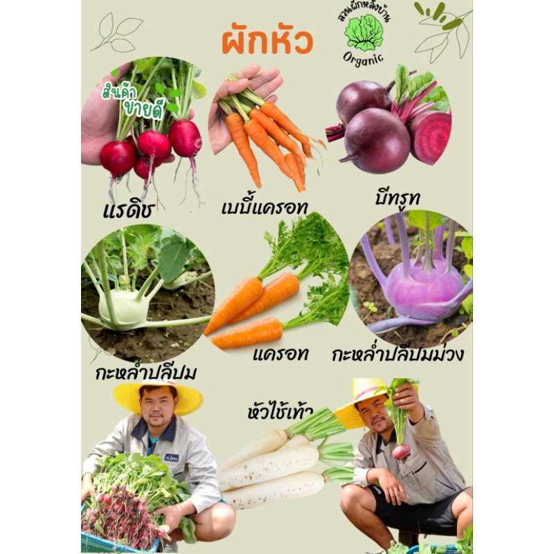 เมล็ดพันธุ์ผักหัว ปลูกง่ายแค่โรยเมล็ด