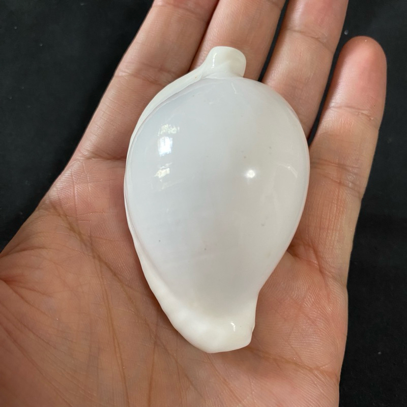 เปลือกหอยสังข์กระต่ายขาว white RABBIT conch shell สำหรับตกแต่งบ้านและของสะสมส่วนตัว