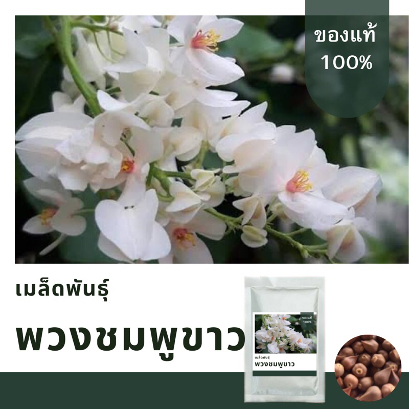 เมล็ดพันธุ์พวงชมพูขาว100เมล็ด📌เมล็ดพันธุ์คัดพิเศษ อัตราการงอกสูง มาตราฐาน