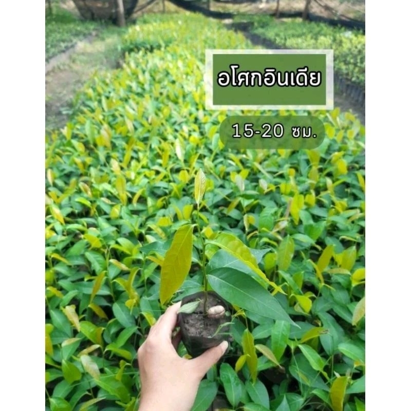 ต้นอโศกอินเดียชุด 40ต้น ต้นสวย เป็นไม้ยืนต้น🌲ทรงพุ่มปีรามิด ❗️สินค้าเสียหายระหว่างการขนส่งเครมฟรีจ้า❗️