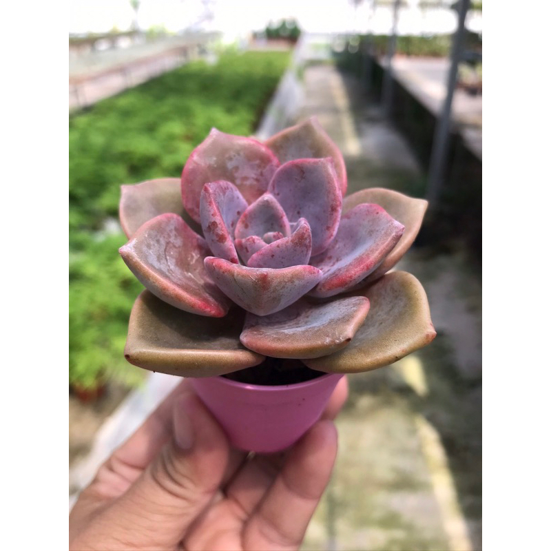 Echeveria Delight purple