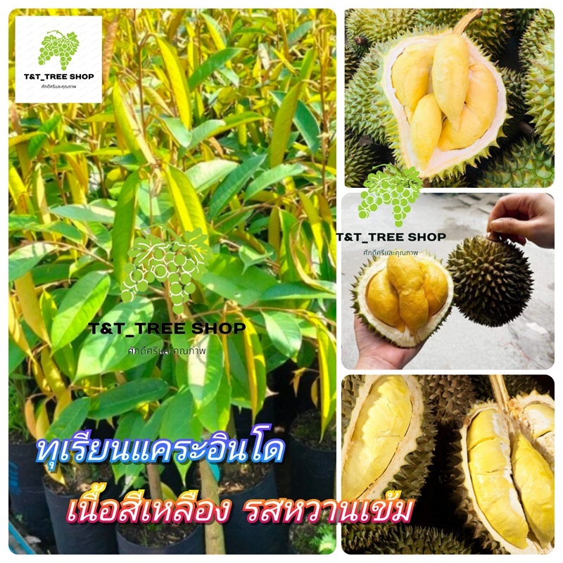 🌳ต้นทุเรียนแคระอินโด 🌳เนื้อสีเหลือง รสหวานเข้ม ต้นกล้าเสียบยอด ความสูง 60-80ซม🌳