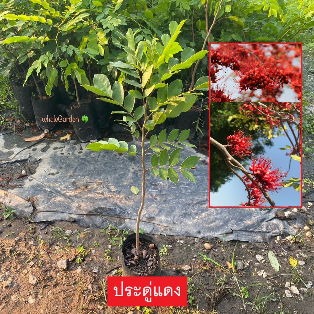 ประดู่แดง ต้น ประดู่แดง Monkey flower tree ไม้ผลัดใบ ดอกสีแดง (รับประกัน ส่งใหม่ฟรี หากสินค้าเเสียหาย!!)