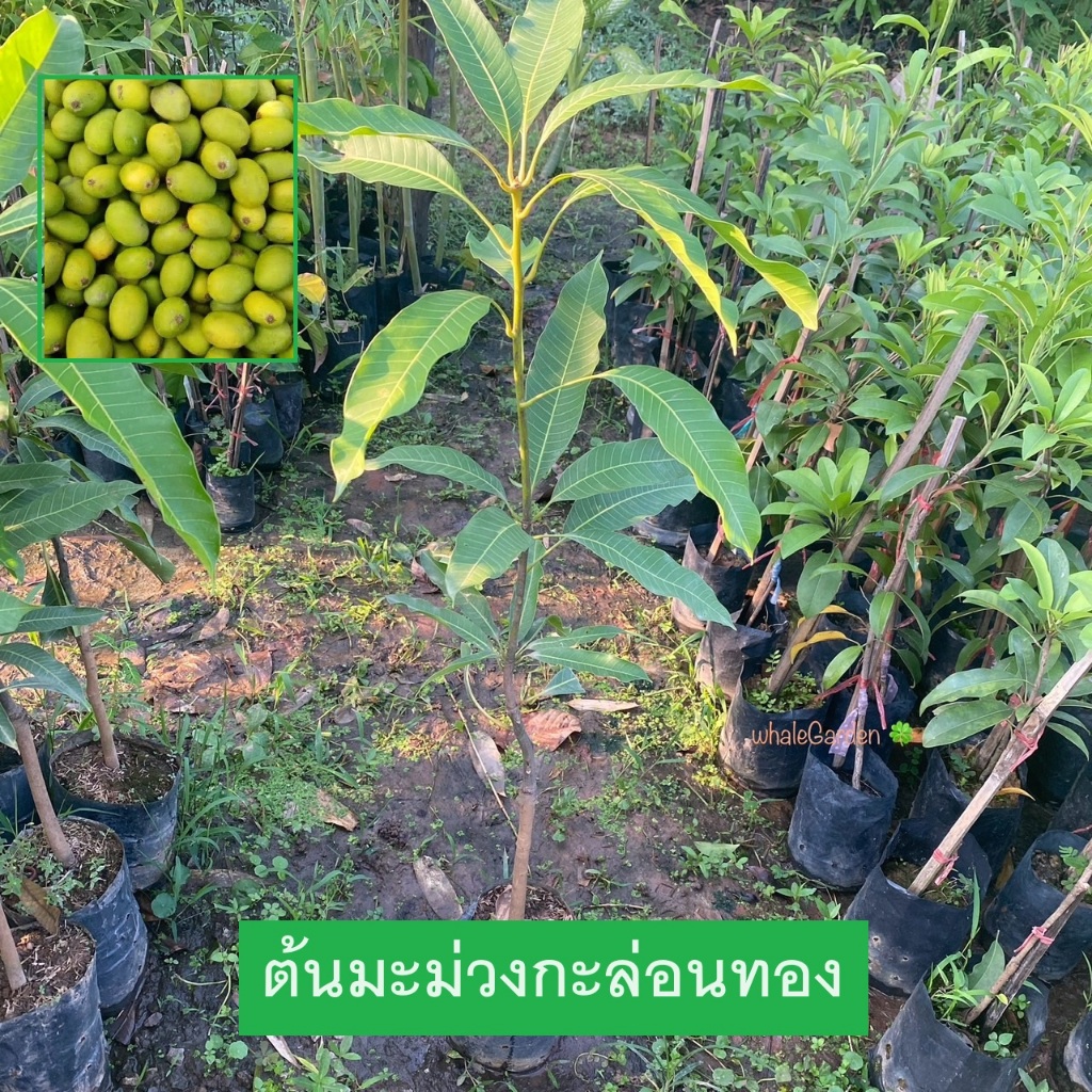 ต้นมะม่วง มะม่วง พันธุ์มะม่วงกะล่อนทอง เสียบยอด รับประกันพันธุ์แท้ ให้ผลไวภายใน1ปี