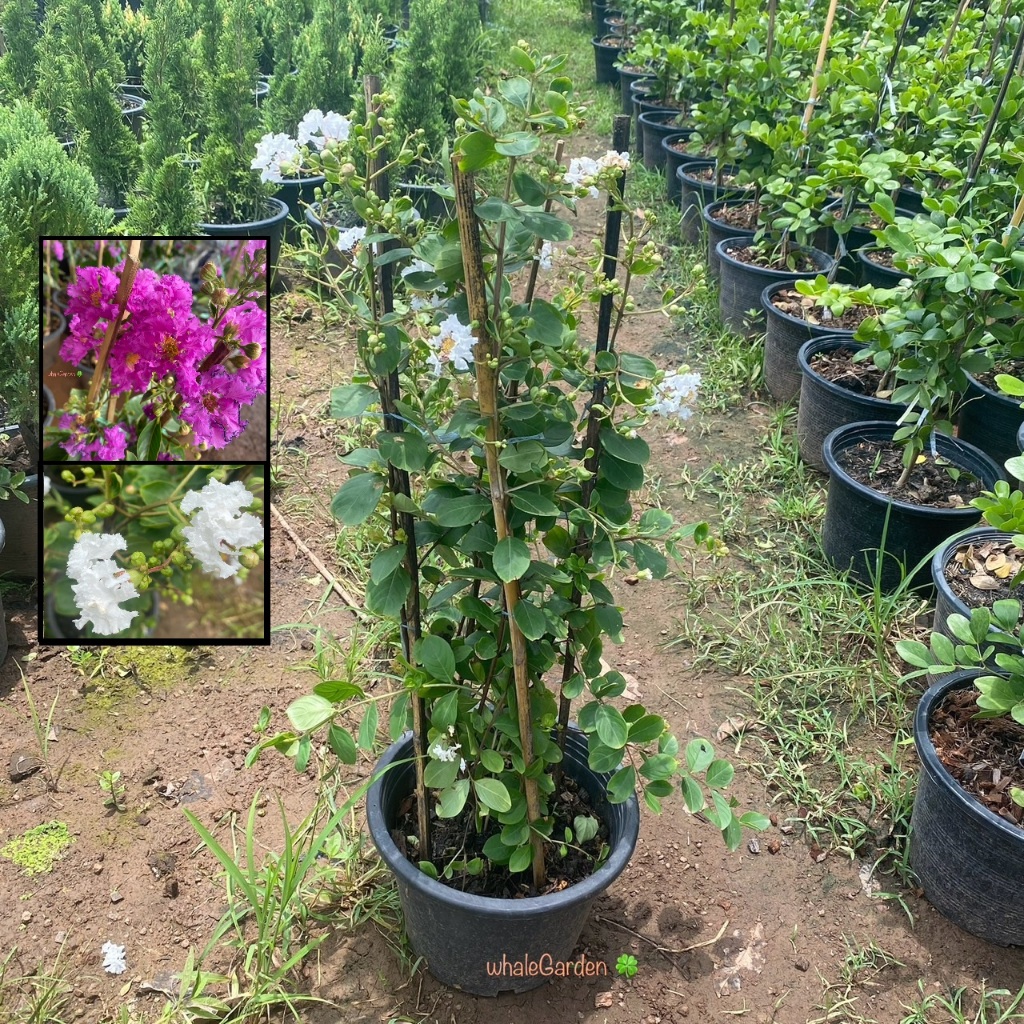 ยี่เข่ง กระถาง เลือกสีได้ ต้นยี่เข่ง พร้อมติดดอก ขนาดจริงตามรูป Crape myrtle (รับประกัน ส่งใหม่ฟรี หากสินค้าเเสียหาย!!)