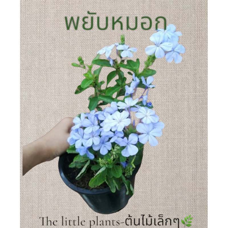 🌿TLPพยับหมอก​ ดอกไม้สีฟ้า​ สีม่วงสวยชอบแดดส่งทั้งกระถาง​