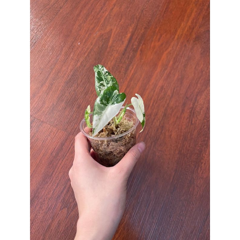 Alocasia Frydek Highly Variegatedต้นลูกเกิดจากไข่เพาะชำลายด่างกระจายสวยไม้เเรร์ไอเทมน่าสะสม - รูปที่ 5
