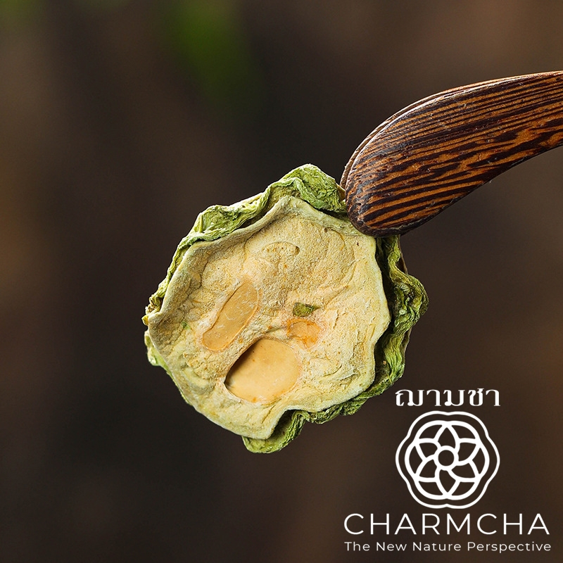 มะระอบแห้ง (Dried Bitter Gourd Tea) ชาสมุนไพร ชาดอกไม้ Charmcha ฌามชา - รูปที่ 6