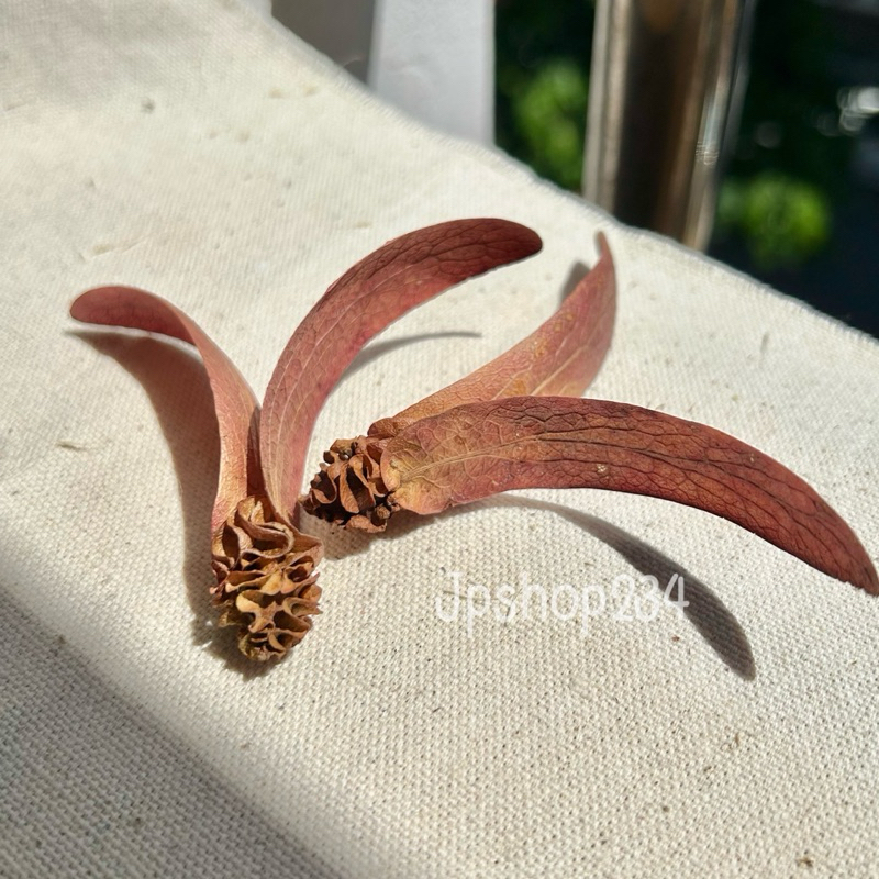 JPCraft🌻-ดอกสะเเบง ดอกยางกราด สำหรับประดับตกเเต่ง(F11)