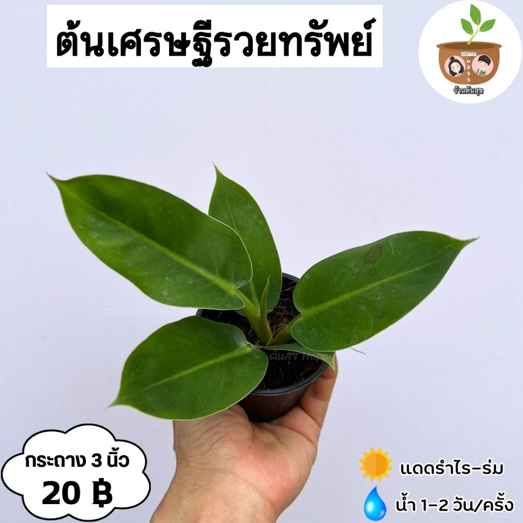 ต้นเศรษฐีรวยทรัพย์ จัดส่ง 2 ต้นขึ้นไป คละแบบได้