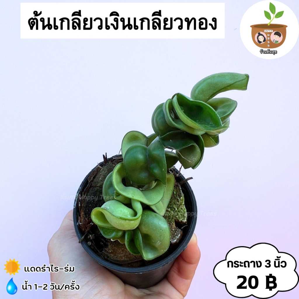 ต้นเกลียวเงินเกลียวทอง หรือต้นโฮย่าเกลียวใจ จัดส่ง 2 ต้นขึ้นไป คละแบบได้