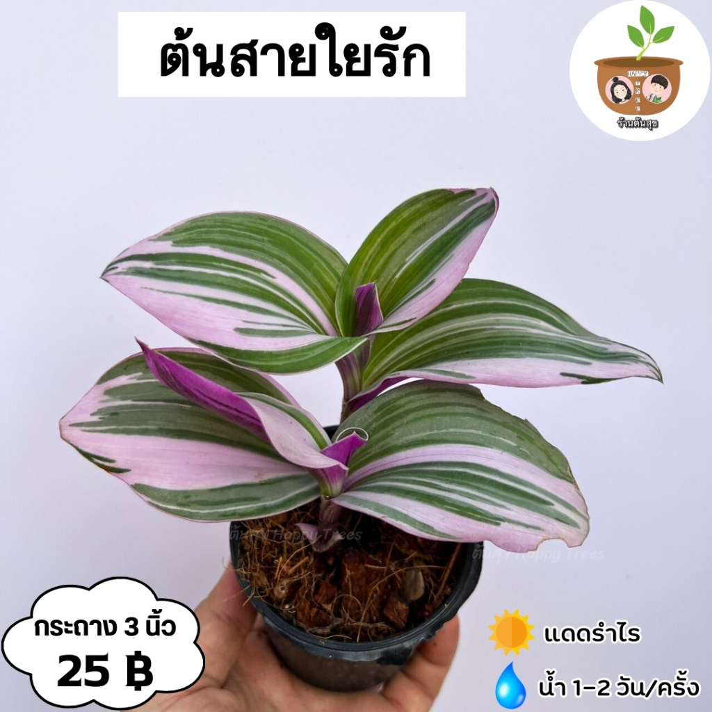 ต้นสายใยรัก จัดส่ง 2 ต้นขึ้นไป คละแบบได้