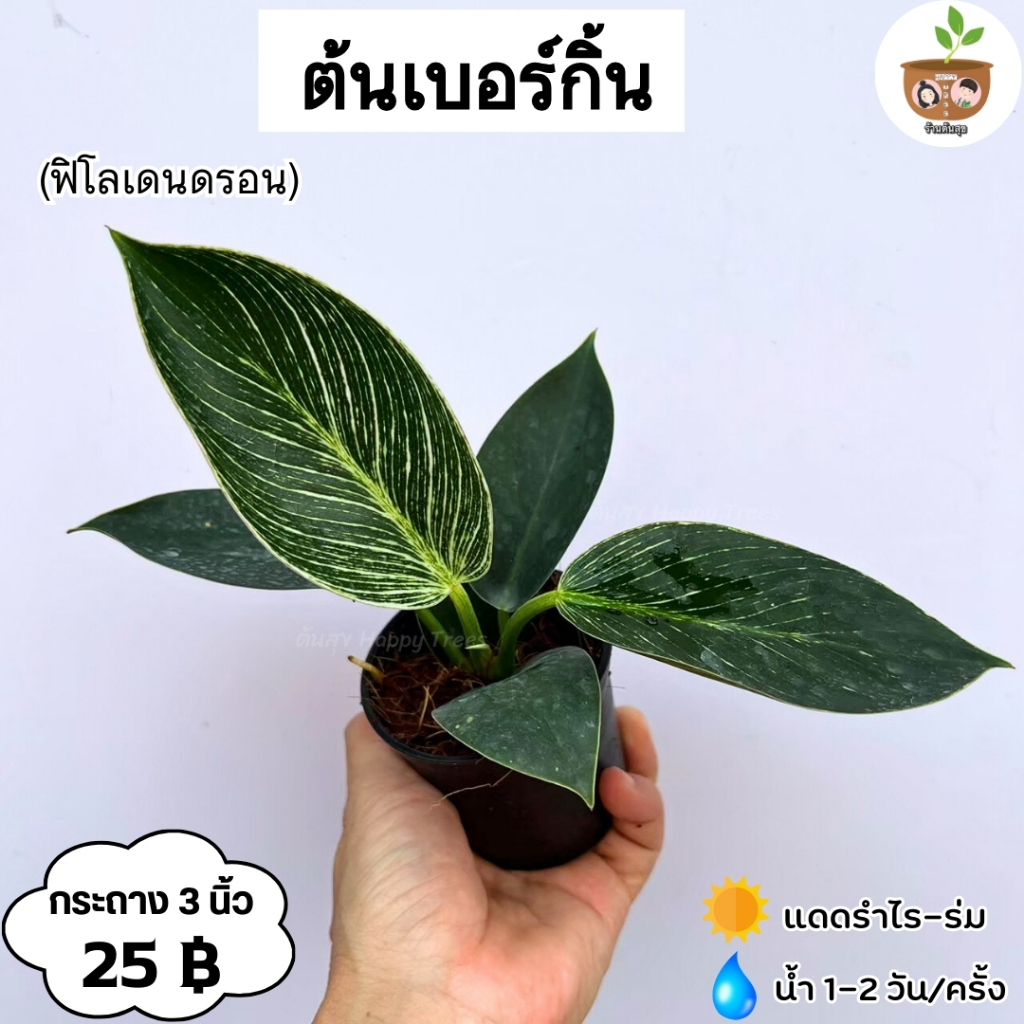 ต้นฟิโลเดนตรอน เบอร์กิ้น จัดส่ง 2 ต้นขึ้นไปคละแบบได้ – โปรปัง