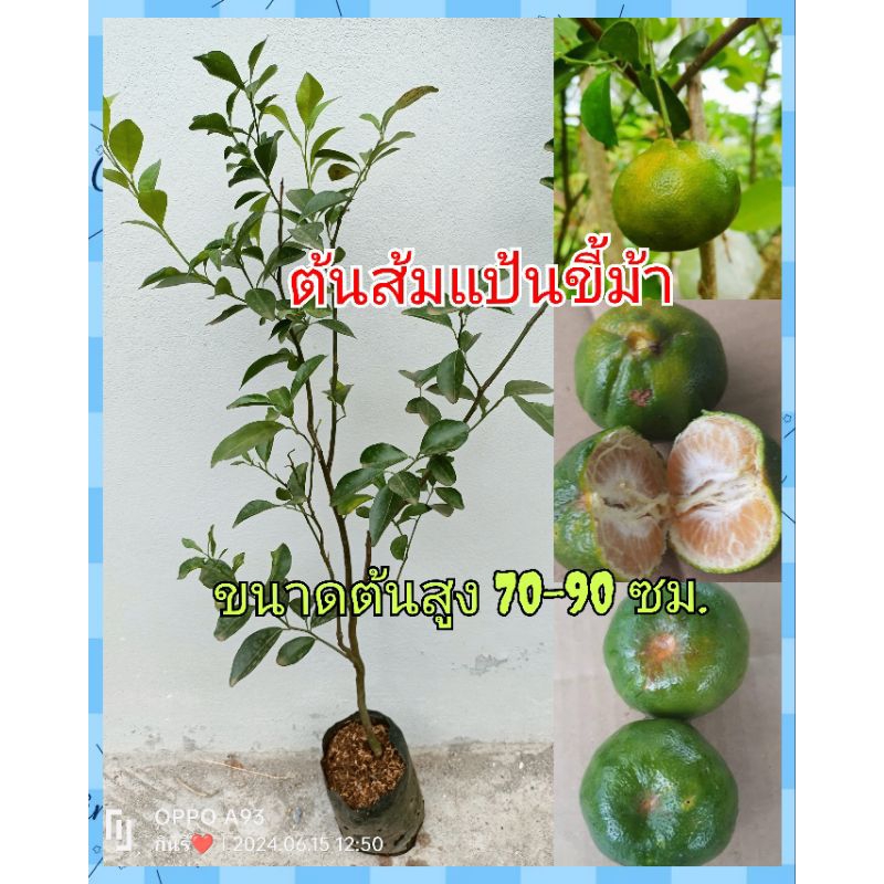 ต้นส้มแป้นขี้ม้า ปลูกง่าย โตเร็ว 1-2ปีออกลูก ขนาดต้นพันธุ์สูง 90-120ซม.(ของรอบใหม่)พร้อมส่ง