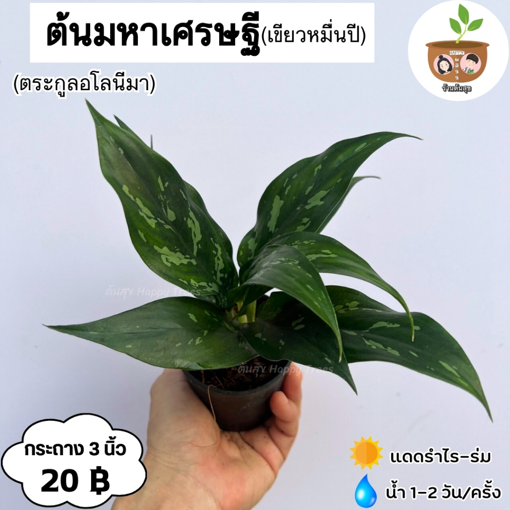 ต้นมหาเศรษฐี จัดส่งตั้งแต่ 2 ต้นขึ้นไป คละแบบได้