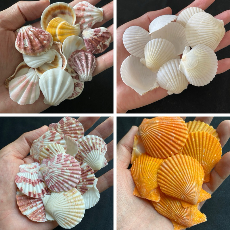 เปลือกหอยเชลล์หลากสี วัสดุตกแต่งสวน 50g HOU SHAN thick colorful scallop shell