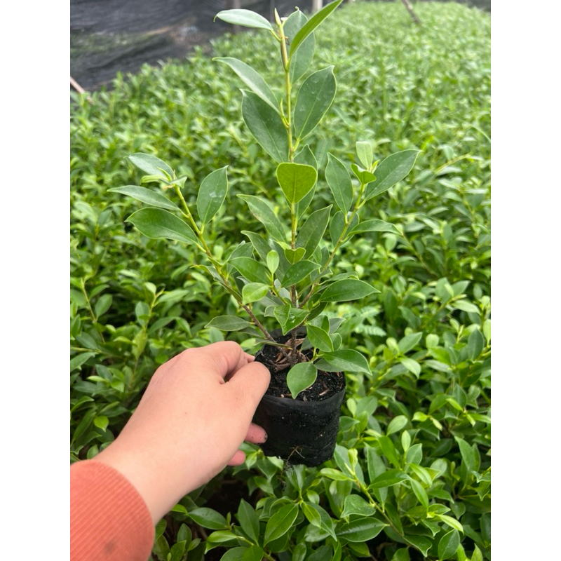 🔥 ส่งฟรี มีที่เดียว 🔥(ชุดละ 20 ต้น) ไทรเกาหลี ชาดัด สนหอม พุตศุภโชค เข็มแดง ราคาถูก พร้อมส่ง