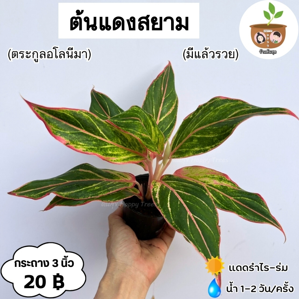 ต้นแดงสยาม หรือต้นมีแล้วรวย จัดส่ง 2 ต้นขึ้นไปคละแบบได้
