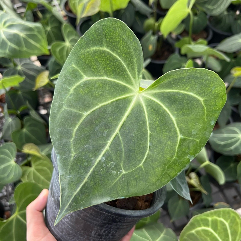 หน้าวัวใบหัวใจ Anthurium Clarinervium ขนาดกระถาง 5นิ้ว