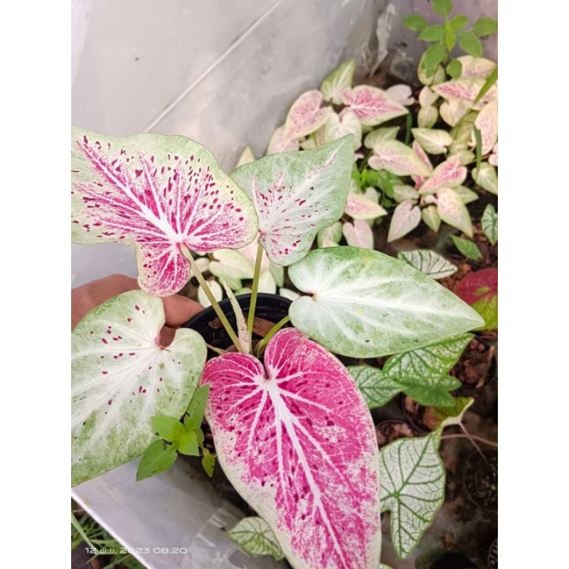 บอนสีพันดาว บอนโบราณ