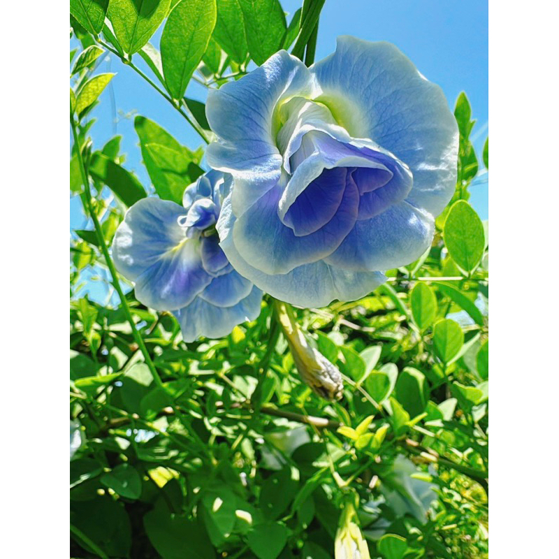 ต้นกล้าอัญชัน ต้นอัญชัน อันชัน อัญชันลาย อัญชัญสีพาสเทล ดอกไม้กินได้