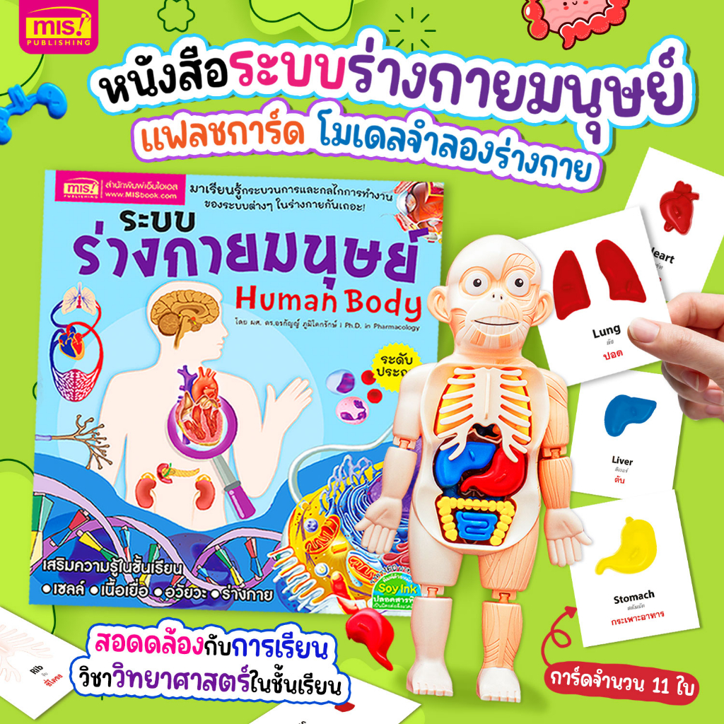 หนังสือร่างกายมนุษย์ พร้อมโมเดลร่างกายมนุษย์ 👀+การ์ด!! 💪โมเดลอวัยวะ🦵ของเล่นแนววิทยาศาสตร์ 🧠Human Body Model 👀Anatomy