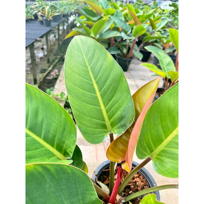 มุมมอง 3