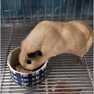 BH Guinea Pig food 1kg. อาหารบีเอช อาหารสำหรับหนูแกสบี้ หนูตะเภา