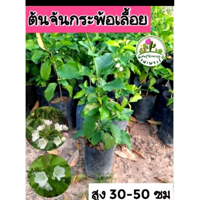 ต้นจันกระพ้อเลื้อย ดอกหอม