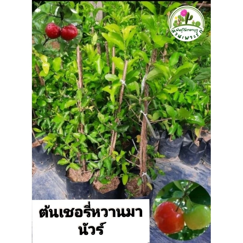 ต้นเชอรี่หวานมานัวร์