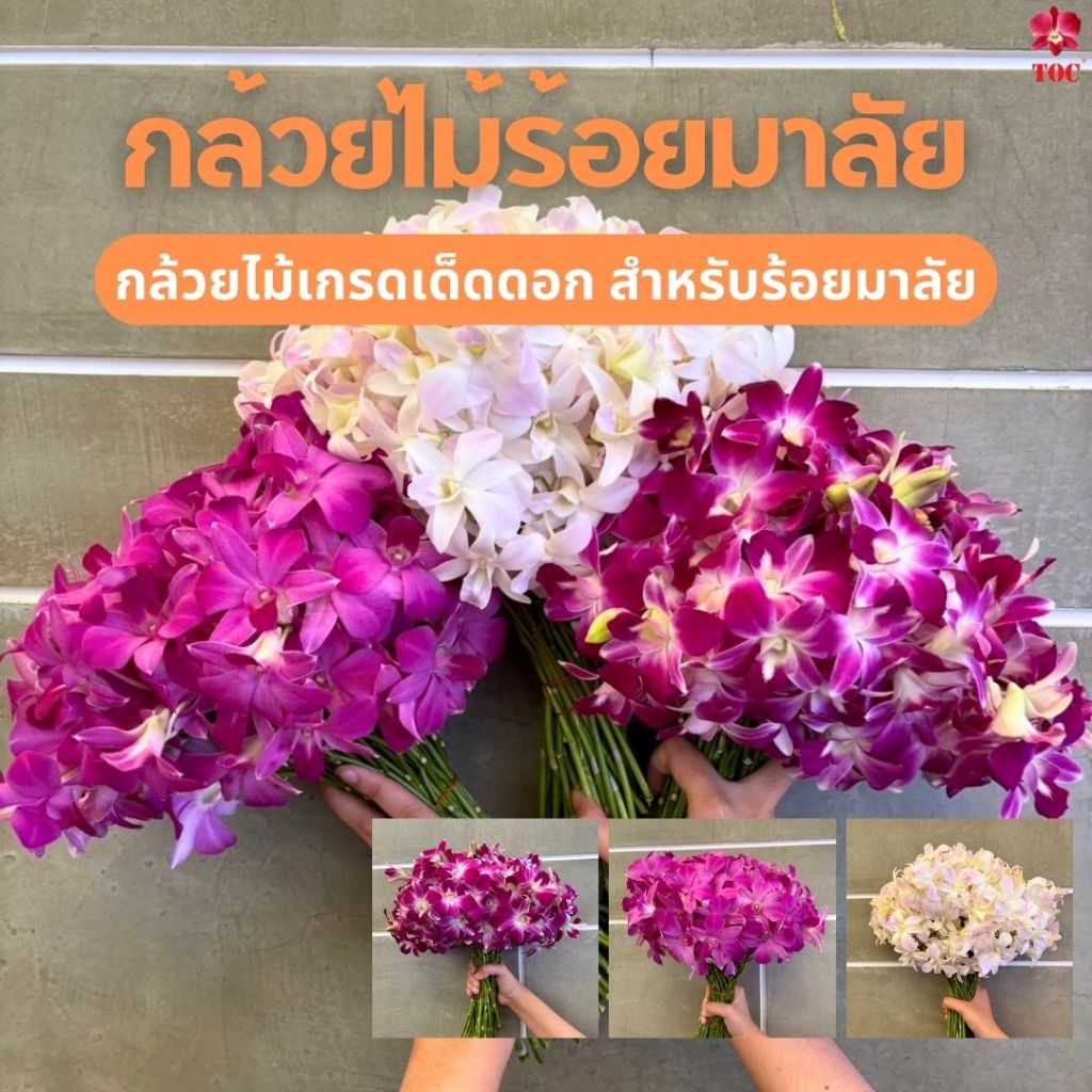 [ยกลัง] กล้วยไม้เกรดเด็ดดอก สำหรับเด็ดดอกร้อยมาลัย