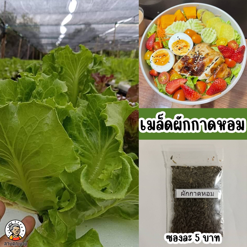 เมล็ดผักกาดหอม แกรนแรพปิด ใบตั้งกอใหญ่แน่น ใบดก ออกดอกช้า กรอบและหวาน เก็บรอจำหน่ายได้นาน