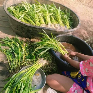 เมล็ดผักบุ้งจีน เติบโตไว แข็งแรง ใบเขียวเรียวยาว น้ำหนักดี ผักบุ้งใบเล็กเรียวยาว ลำต้นตรง ปลูกง่าย