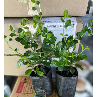 ชาฮกเกี้ยน * 1 ถุง มี 3-4 กิ่ง (ส่งฟรีทักแชทาง) ต้นชาดัด ต้นชาฮกเกี้ยน ชาดัด ขั้นต่ำ 10 ต้น 20-30 ซม (10 แถม 1 ต้น)