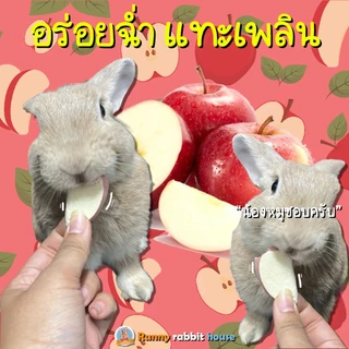 Runny แอปเปิ้ลฟรีซดราย เนื้อนุ่มฟูเบา หอมกลิ่นแอปเปิ้ล ขนมสำหรับสัตว์ฟันแทะ