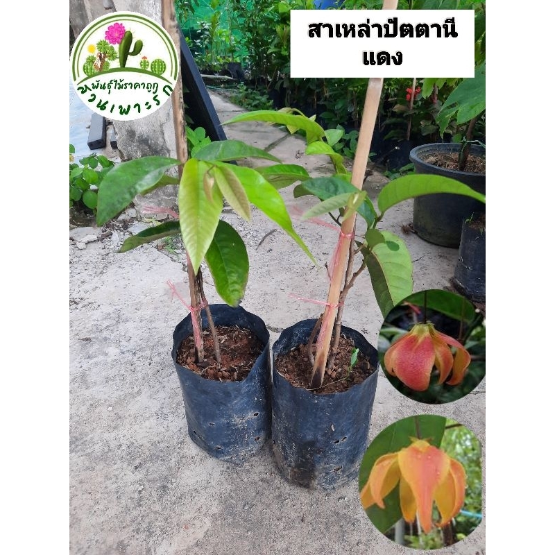 ต้นสาเหล่าปัตตานีแดง สาเหล่าปัตตานีแดง