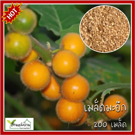 200 เมล็ด มะอึก เมล็ดมะอึก มะเขือปู่ มะปู่ มะเขือขน หมากขน