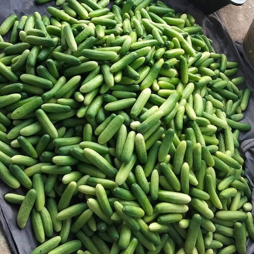 เมล็ดแตงกวา ติดผลเร็ว ให้ผลดก หัวและท้ายมน ผิวสีเขียวอ่อน ยาว 8-10 ซม เนื้อแน่นไม่เหลืองง่าย - รูปที่ 3