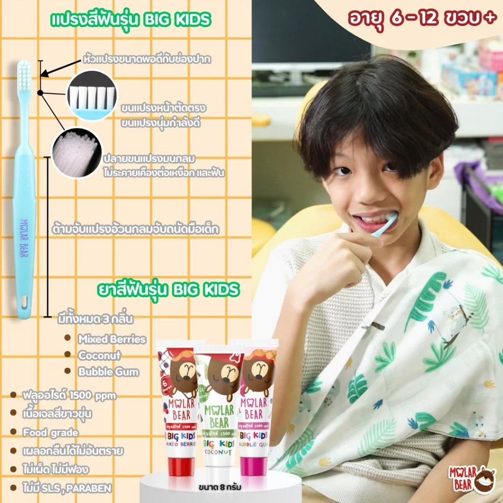 แปรงสีฟันเด็ก Molar Bear โมล่าร์ แบร์ (สำหรับเด็กอายุ 0-3 / 3-6 / 6-12 ปีขึ้นไป ) แปรงสีฟัน ขนแปรงนุ่ม หัวแปรงขนาดเล็ก thumbnail 6