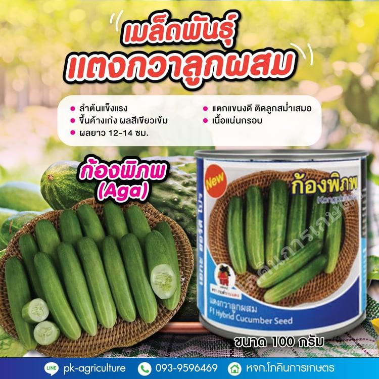 เมล็ดพันธุ์แตงกวาก้องพิภพ (ใหม่) ขนาด 100 กรัม