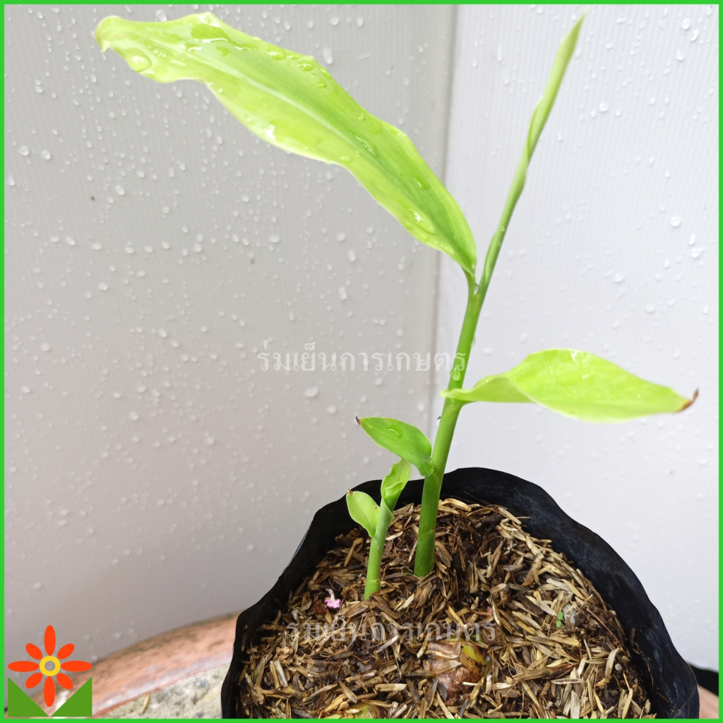 ต้นข่าแดง ในถุงเพาะชำ 5นิ้ว ข่าแดง ต้นข่า ต้นพันธุ์ข่าแดง พันธุ์ข่า