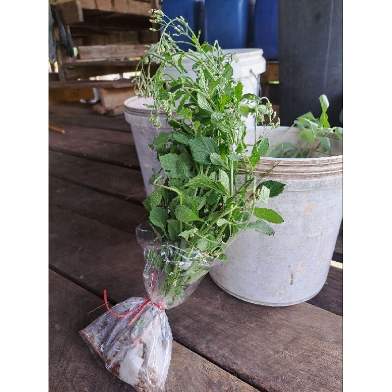 เมล็ดพันธุ์ สมุนไพรหญ้าดอกขาว 1000เมล็ด 55 บาทพร้อมปลูกพร้อมส่ง