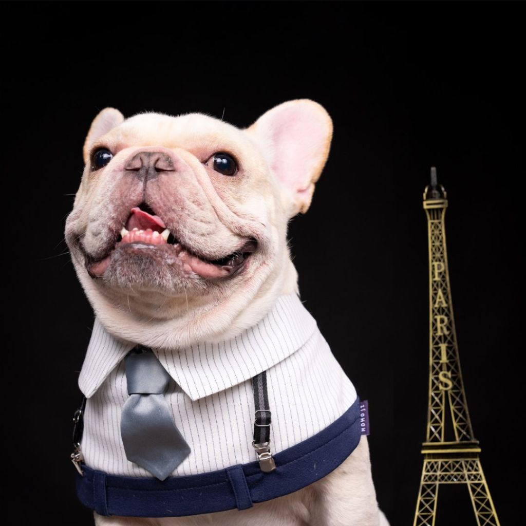 Momoji George Mirage Blue Pet Bib ชุดสุนัข ชุดแมว