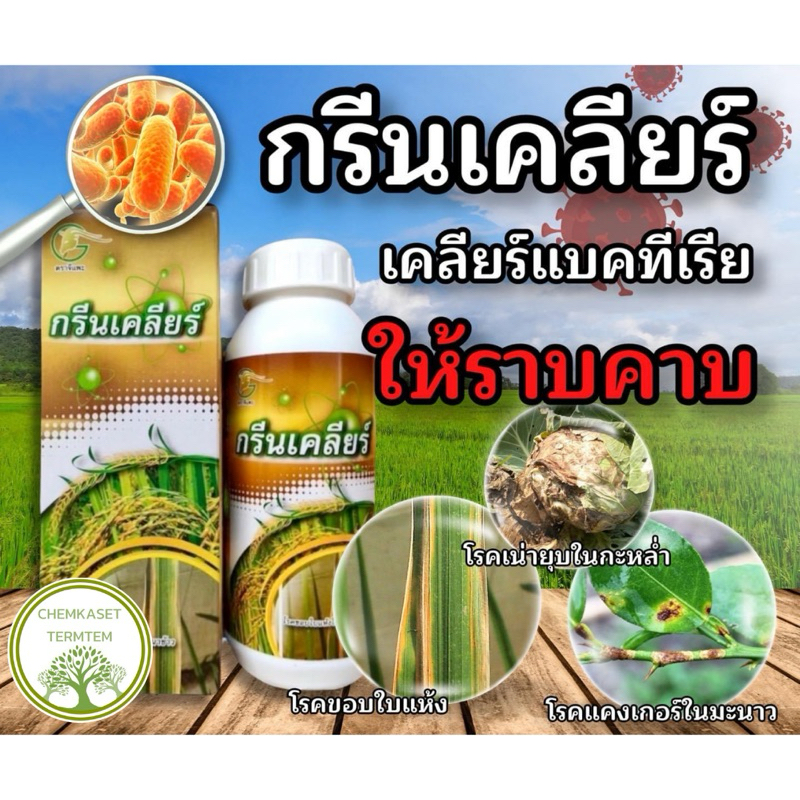 กรีนเคลียร์ กำจัดแบคทีเรียในพืช ขนาด 500 ซีซี #รักษาโรคขอบใบแห้ง โรคเน่ายุบ โรคใบสีส้ม ในนาข้าว