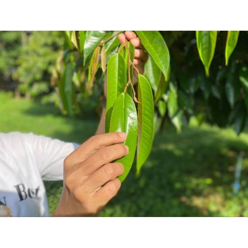 เอลลี่ ชาร์ค ขนาด 1 ลิตร - รูปที่ 2